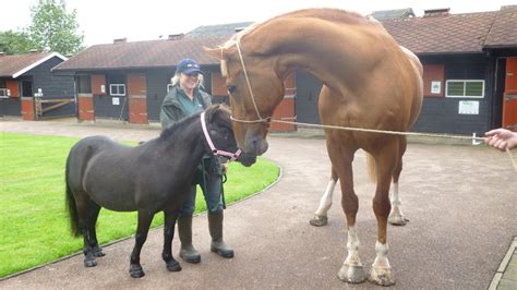 Our team will call you to talk you through our <b>horse</b> <b>rehoming</b> process if we think you’re a suitable match for one of the <b>horses</b> we care for. . Ex police horses for rehoming